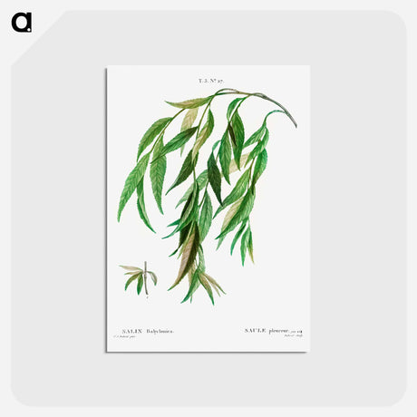 アートポストカード-Weeping willow - ピエール ジョゼフ ルドゥーテ Postcard.