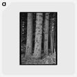 アートポストカード-Trees on Long Bell Lumber Holdings
 - ラッセル リー Postcard.