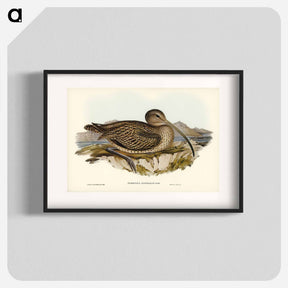 アートポスター-Australian Curlew
 - オーストラリアの鳥 Poster.