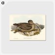アートポストカード-Australian Curlew
 - オーストラリアの鳥 Postcard.