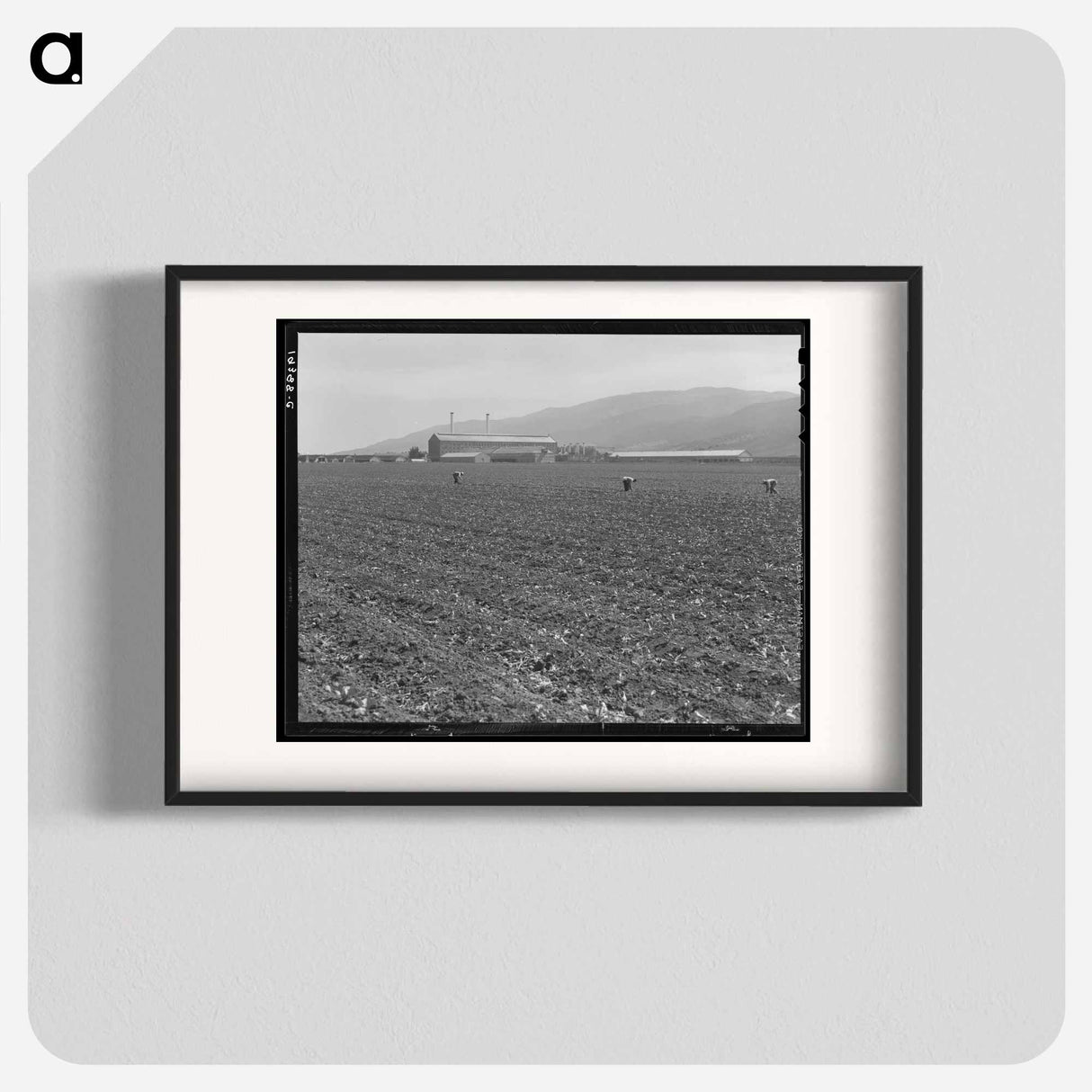 Spreckels sugar factory and sugar beet field with Mexican and Filipino workers thinning sugar beets - Dorothea Lange Poster.