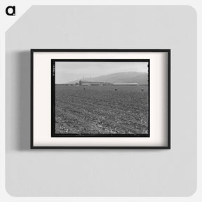 アートポスター-Spreckels sugar factory and sugar beet field with Mexican and Filipino workers thinning sugar beets - ドロテア ラング Poster.