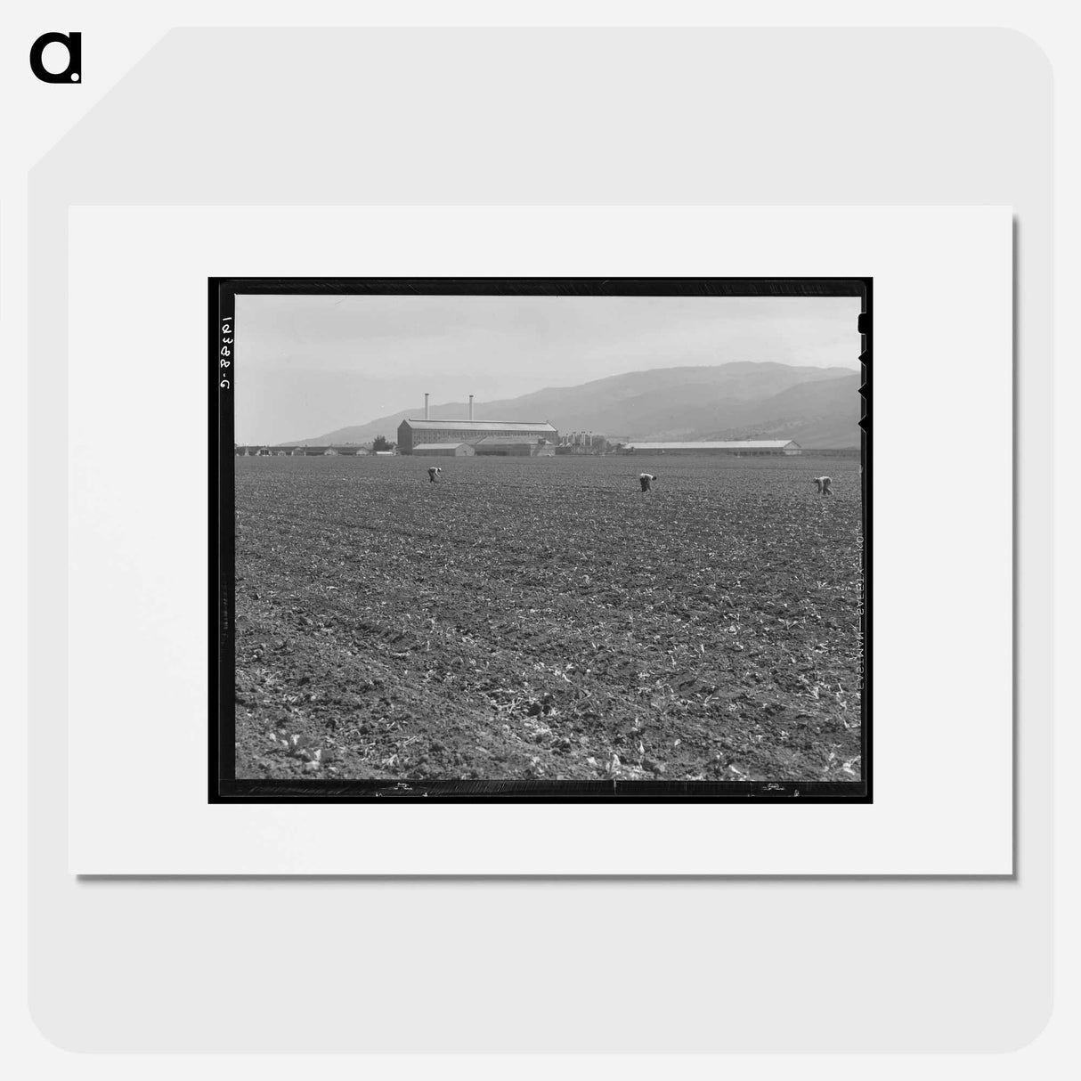 Spreckels sugar factory and sugar beet field with Mexican and Filipino workers thinning sugar beets - Dorothea Lange Poster.