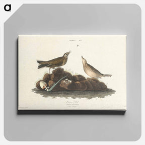 アートパネル-Brown Lark
 - ジョン ジェームス オーデュボン Canvas.