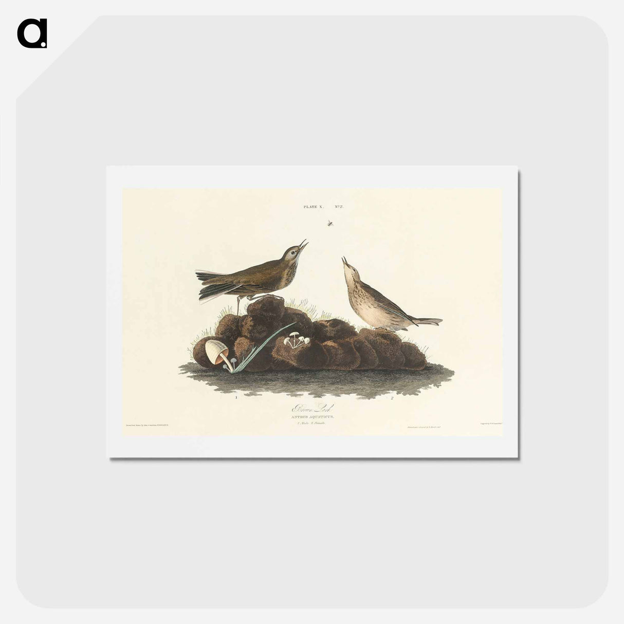 アートポストカード-Brown Lark
 - ジョン ジェームス オーデュボン Postcard.