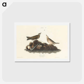 アートポストカード-Brown Lark
 - ジョン ジェームス オーデュボン Postcard.