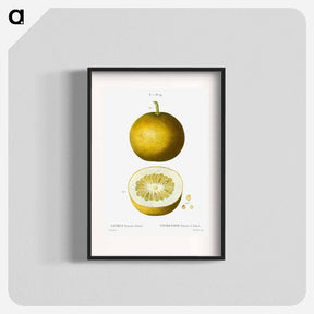 アートポスター-Citrus, Adam's apple, Pomum Adami - ピエール ジョゼフ ルドゥーテ Poster.