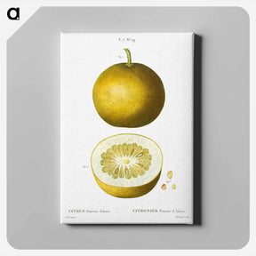 アートパネル-Citrus, Adam's apple, Pomum Adami - ピエール ジョゼフ ルドゥーテ Canvas.