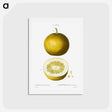 アートポストカード-Citrus, Adam's apple, Pomum Adami - ピエール ジョゼフ ルドゥーテ Postcard.