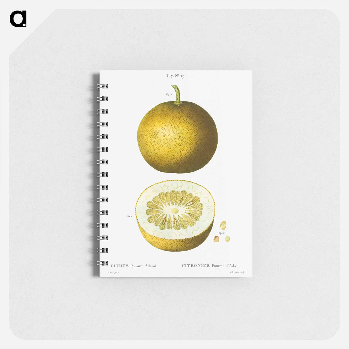 Citrus, Adam's apple, Pomum Adami - ピエール ジョゼフ ルドゥーテ Memo.