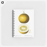 Citrus, Adam's apple, Pomum Adami - ピエール ジョゼフ ルドゥーテ Memo.