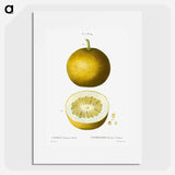 Citrus, Adam's apple, Pomum Adami - ピエール ジョゼフ ルドゥーテ Poster.