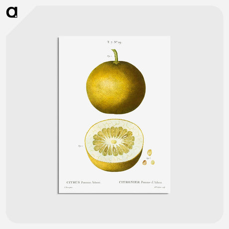 アートポストカード-Citrus, Adam's apple, Pomum Adami - ピエール ジョゼフ ルドゥーテ Postcard.