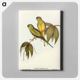 アートパネル-Rock Grass-Parakeet
 - オーストラリアの鳥 Canvas.