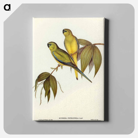 アートパネル-Rock Grass-Parakeet
 - オーストラリアの鳥 Canvas.