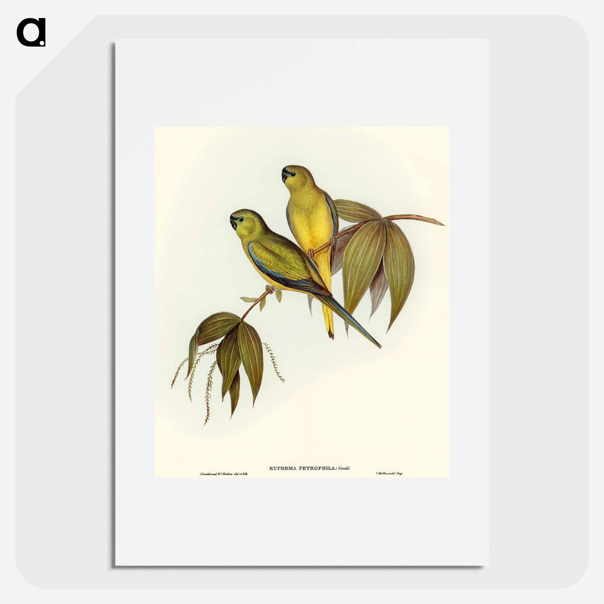 アートポスター-Rock Grass-Parakeet
 - オーストラリアの鳥 Poster.