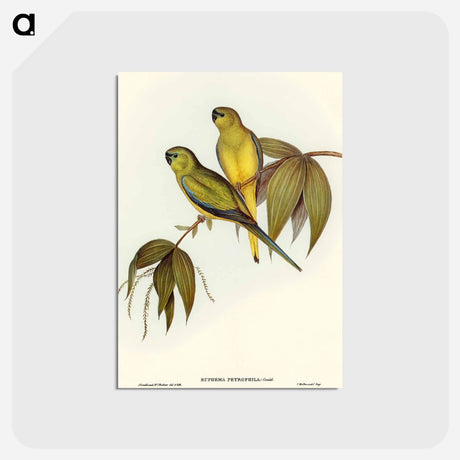 アートポストカード-Rock Grass-Parakeet
 - オーストラリアの鳥 Postcard.