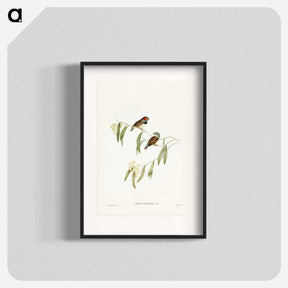 アートポスター-Chestnut-eared Finch
 - ジョン グールド Poster.