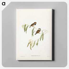 アートパネル-Chestnut-eared Finch
 - ジョン グールド Canvas.