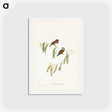 アートポストカード-Chestnut-eared Finch
 - ジョン グールド Postcard.