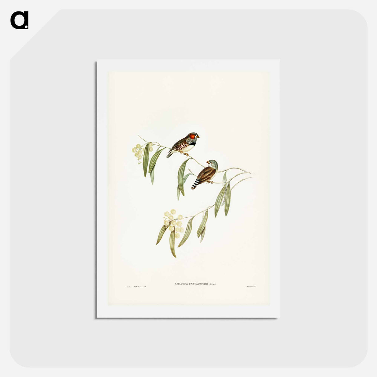 アートポストカード-Chestnut-eared Finch
 - ジョン グールド Postcard.