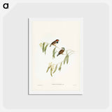 アートポストカード-Chestnut-eared Finch
 - ジョン グールド Postcard.