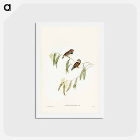 アートポストカード-Chestnut-eared Finch
 - ジョン グールド Postcard.