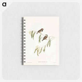 アートメモ帳-Chestnut-eared Finch
 - ジョン グールド Memo.