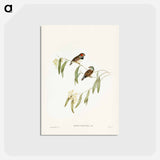 アートポストカード-Chestnut-eared Finch
 - ジョン グールド Postcard.
