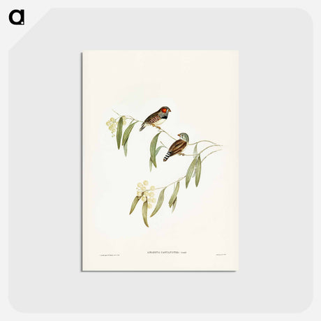 アートポストカード-Chestnut-eared Finch
 - ジョン グールド Postcard.