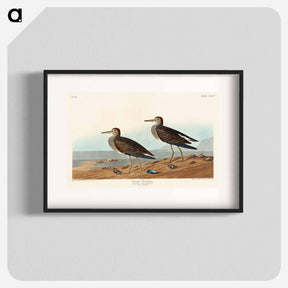 アートポスター-Pectoral Sandpiper
 - ジョン ジェームス オーデュボン Poster.