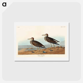 アートポストカード-Pectoral Sandpiper
 - ジョン ジェームス オーデュボン Postcard.
