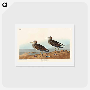 Pectoral Sandpiper
 - ジョン ジェームス オーデュボン Postcard.