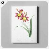 5-43_Pierre-Joseph-Redoute_canvas