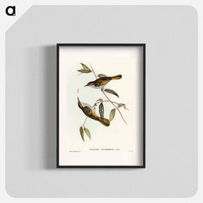 アートポスター-Cockerell's Honey-eater
 - オーストラリアの鳥 Poster.