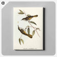 アートパネル-Cockerell's Honey-eater
 - オーストラリアの鳥 Canvas.