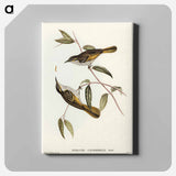 アートパネル-Cockerell's Honey-eater
 - オーストラリアの鳥 Canvas.