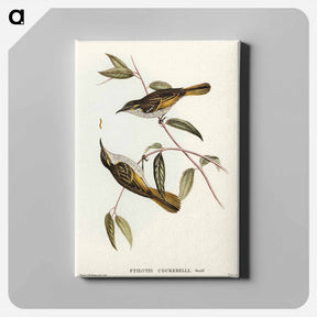 アートパネル-Cockerell's Honey-eater
 - オーストラリアの鳥 Canvas.