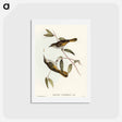 アートポストカード-Cockerell's Honey-eater
 - オーストラリアの鳥 Postcard.