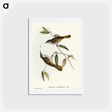 アートポストカード-Cockerell's Honey-eater
 - オーストラリアの鳥 Postcard.