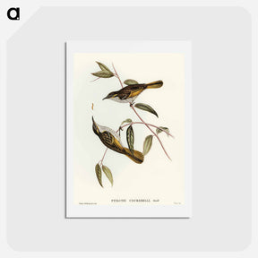 アートポストカード-Cockerell's Honey-eater
 - オーストラリアの鳥 Postcard.