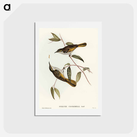 アートポストカード-Cockerell's Honey-eater
 - オーストラリアの鳥 Postcard.