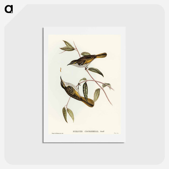 アートポストカード-Cockerell's Honey-eater
 - オーストラリアの鳥 Postcard.