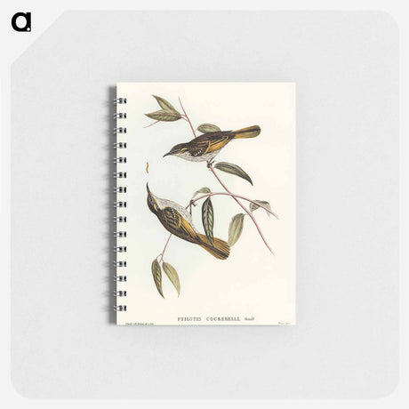 アートメモ帳-Cockerell's Honey-eater
 - オーストラリアの鳥 Memo.