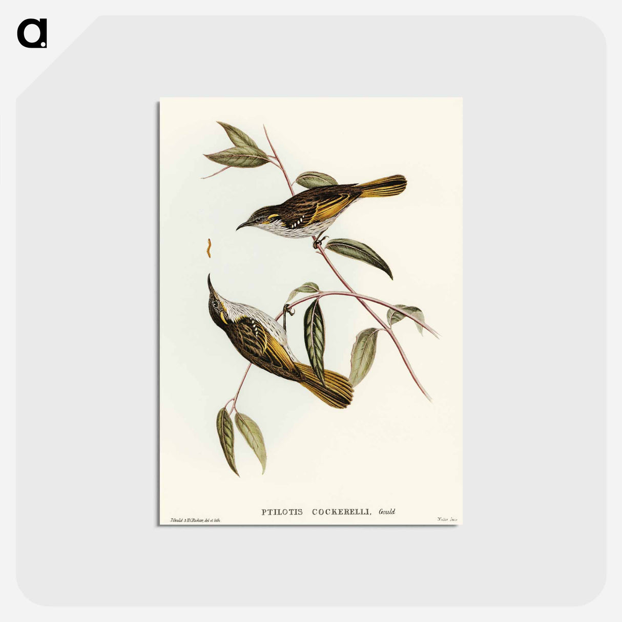 アートポストカード-Cockerell's Honey-eater
 - オーストラリアの鳥 Postcard.