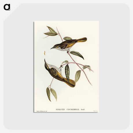 アートポストカード-Cockerell's Honey-eater
 - オーストラリアの鳥 Postcard.