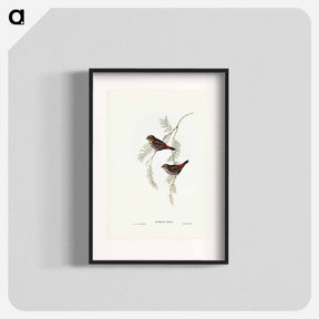 アートポスター-Fire-tailed Finch
 - ジョン グールド Poster.