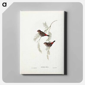 アートパネル-Fire-tailed Finch
 - ジョン グールド Canvas.