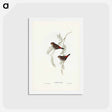 アートポストカード-Fire-tailed Finch
 - ジョン グールド Postcard.