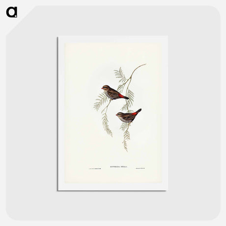 アートポストカード-Fire-tailed Finch
 - ジョン グールド Postcard.